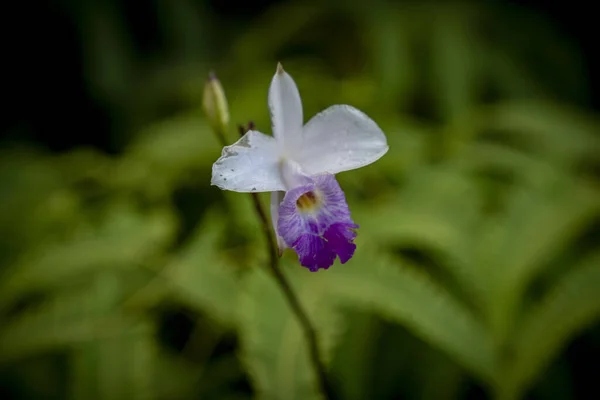 Bella Orchidea Selvatica Piedi Sola Tra Altre Piante Tropicali — Foto Stock