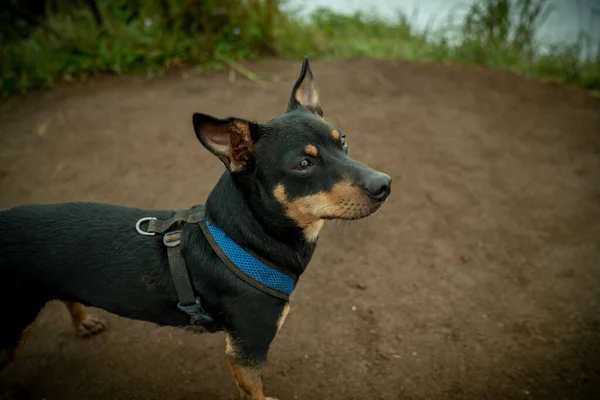 Filhote Cachorro Estóico Esperando Pacientemente Para Começar Sua Excursão Deserto — Fotografia de Stock