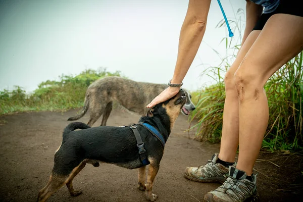 Puppies Getting Quick Petting Session Afternoon Stroll — Stock Photo, Image