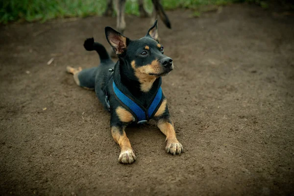 Filhote Cachorro Fazendo Uma Pausa Passeio Extenuante Uma Tarde Muggy — Fotografia de Stock