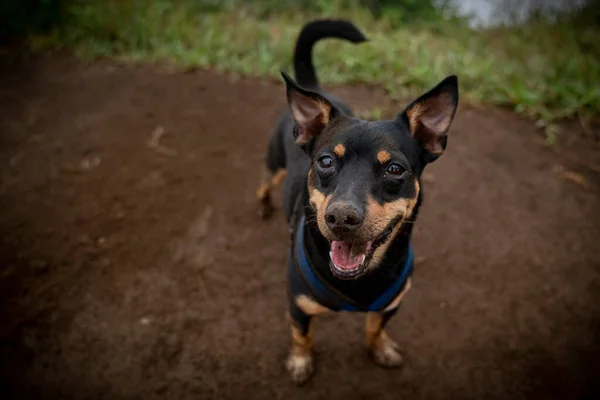 Anjing Yang Gembira Beristirahat Setelah Jalan Jalan Siang Yang Panjang — Stok Foto