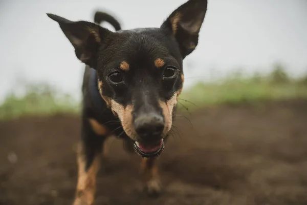 Filhote Cachorro Atentamente Focado Fotógrafo Durante Uma Caminhada — Fotografia de Stock