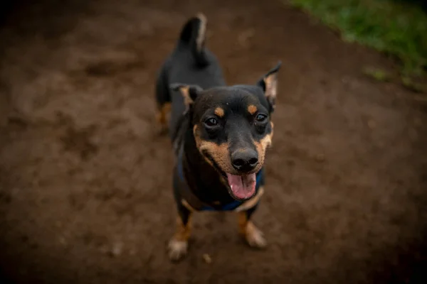 Petite Canino Feliz Antecipando Uma Longa Caminhada Uma Bela Trilha — Fotografia de Stock