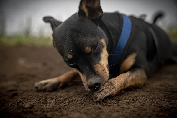 Giovane Canino Annusare Sua Zampa Mentre Prende Una Pausa Dal — Foto Stock