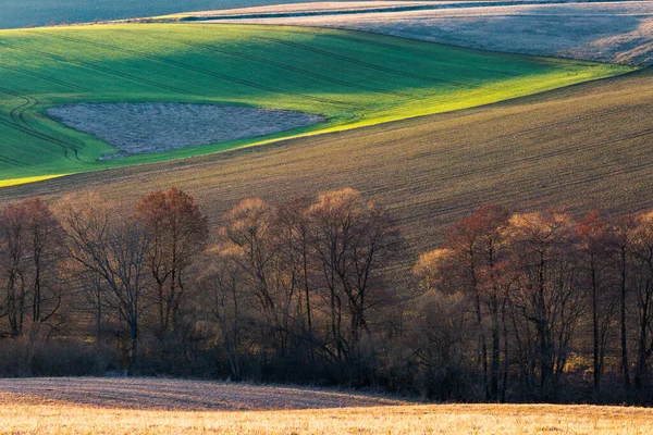 Bäume Auf Den Feldern Der Region Turiec Slowakei — Stockfoto