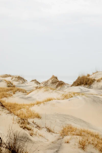 Vilda Hästar Sanddynerna Corolla — Stockfoto