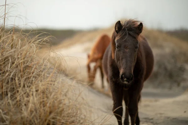 Wildpferde Den Sanddünen Von Corolla — Stockfoto