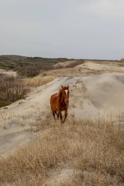 Vilda Hästar Sanddynerna Corolla — Stockfoto