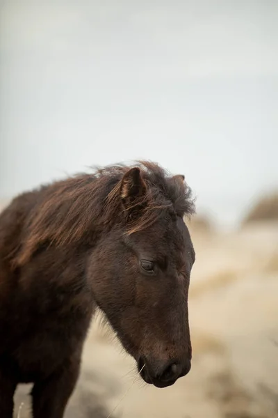 Wildpferde Den Sanddünen Von Corolla — Stockfoto