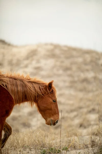 Cavalli Selvatici Tra Dune Sabbia Corolla — Foto Stock