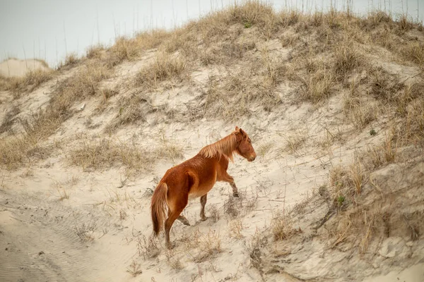 Wildpferde Den Sanddünen Von Corolla — Stockfoto