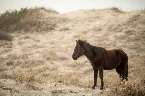 Cavalli Selvatici Tra Dune Sabbia Corolla — Foto Stock
