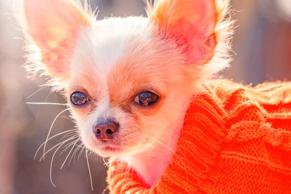 Portret Van Een Schattige Rasechte Chihuahua Witte Chihuahua Puppy Bank — Stockfoto
