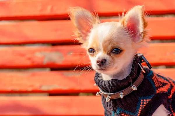 Portrét Roztomilé Čistokrevné Čivavy Bílé Čivavské Štěně Lavičce Chihuahua Sedí — Stock fotografie