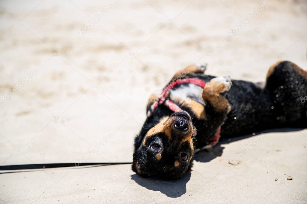 Happy puppy rolling around in the sand at the beach on a sunny day