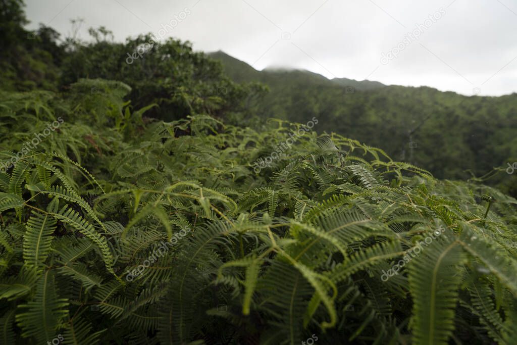 Tropical foliage on an overcast day in the rainforest of Hawaii