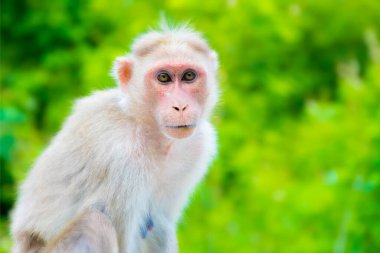 Doğadaki Maymun, Maymun Kameraya Bakıyor, Vahşi Yaşam