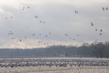 Maryland 'in doğu kıyısında binlerce kar kazı uçuyor.