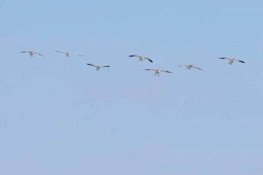 Maryland 'in doğu kıyısında binlerce kar kazı uçuyor.