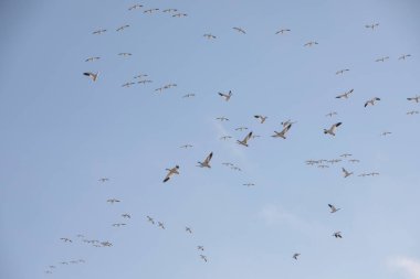 Maryland 'in doğu kıyısında binlerce kar kazı uçuyor.