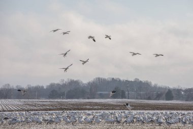 Maryland 'in doğu kıyısında binlerce kar kazı uçuyor..