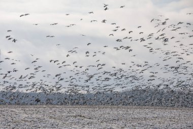 Maryland 'in doğu kıyısında binlerce kar kazı uçuyor..