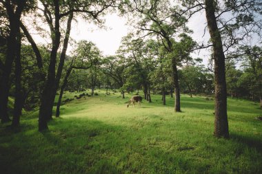 Soft Afternoon Light falls onGrazing Llama  Green Grass, and Oak Trees clipart