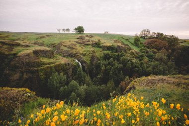 Kaliforniya gelincikleri ve meşesi ile Uzak Şelale Kanyon 'a dökülüyor