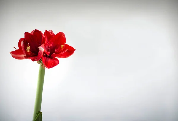 Amarilis Rojo Flor Sobre Fondo Blanco Con Espacio Vacío —  Fotos de Stock