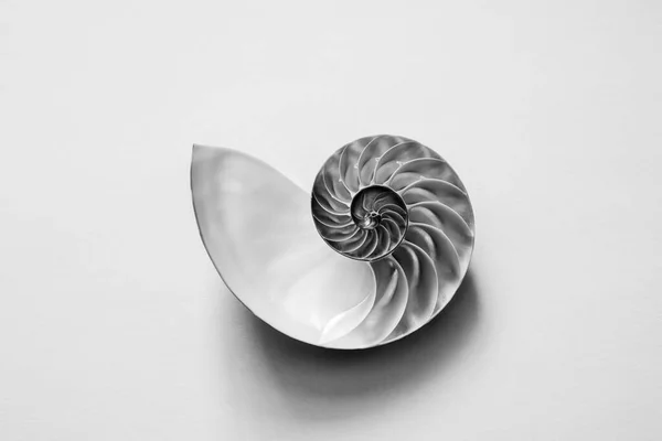 Imagen Blanco Negro Una Mitad Abierta Una Concha Marina Nautilus —  Fotos de Stock