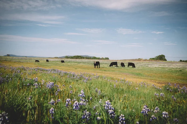 Vacas Negras Manchan Entre Hierba Lupine Una Meseta California — Foto de Stock