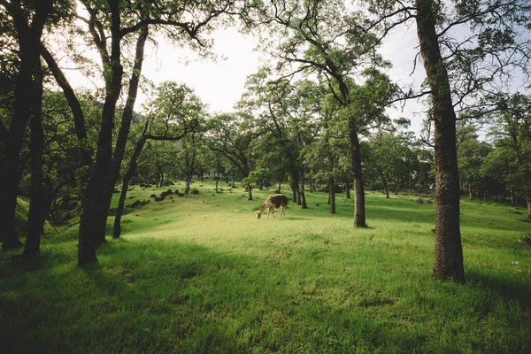 Soft Afternoon Light Falls Ongrazing Llama Green Grass Oak Trees — Stock Photo, Image