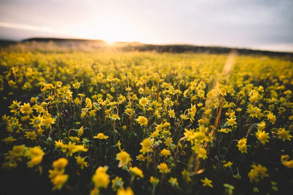 夕阳西下 黄色的小花在田野里绽放 — 图库照片