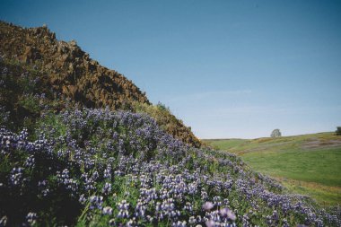 Mor Lupine Çiçekleri Bahar 'da Bazaltik Mesa' ya yayılır