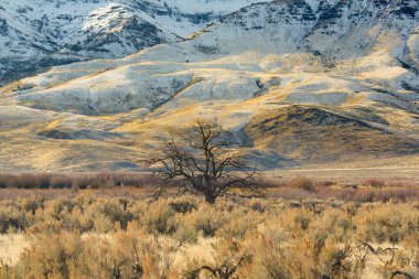 Arka planda karla kaplı dağlarla çevrili ağaç.