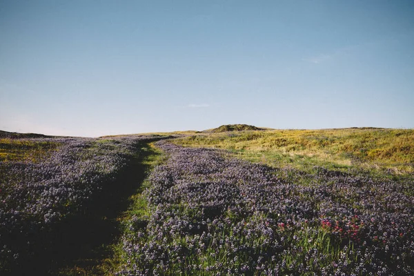 Pad Leidt Door Lupin Clover Wildflowers Mesa Bij Zonsondergang — Stockfoto