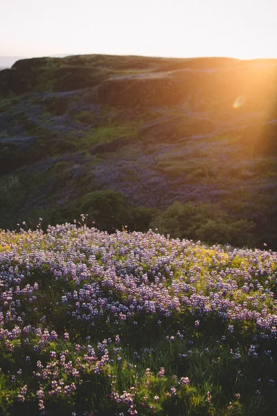 黄金时段 太阳落在卢平的田野上 — 图库照片