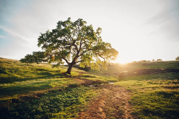 Majestic Oak Está Solo Una Mesa Cubierta Hierba Atardecer —  Fotos de Stock
