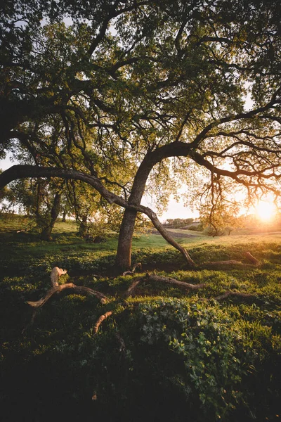 Scenic View Sunlight Falling Majestic Oak Trees — Stock Photo, Image