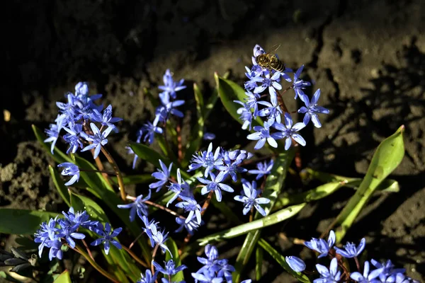 Όμορφα Μπλε Άνοιξη Πρώτα Λουλούδια — Φωτογραφία Αρχείου