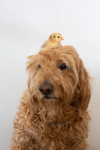 Bébé Poulet Assis Sur Des Chiens Tête Contre Mur Blanc — Photo