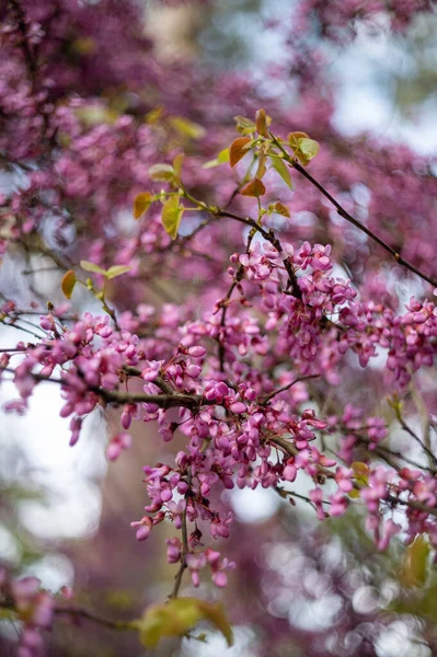 春天在外面 开花结果的子宫颈第一批开花的树 — 图库照片