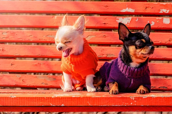 Two Chihuahua Dogs Orange Wooden Bench Chihuahua Dog Clothes Chihuahua — Stock Photo, Image