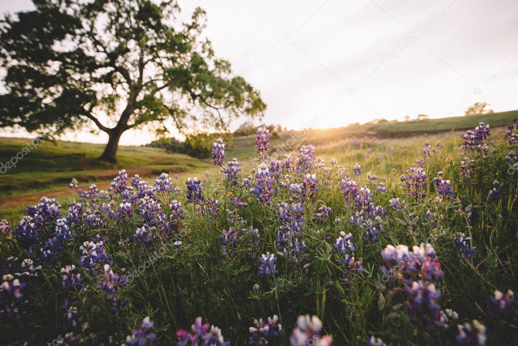 Purple Lupin and Oak Trees Cover a Pastoral Scene at Sunset