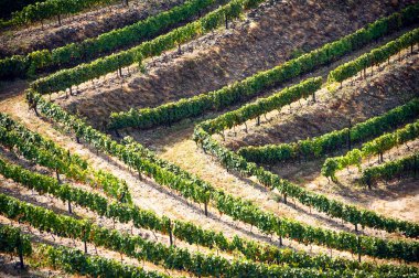 Portekiz, Douro Vadisi 'nin teraslı üzüm bağları ve manzarası