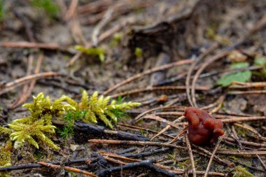 Küçük jimnastik mantarlarını kapat..