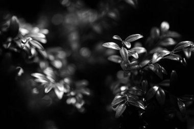 Myrtle bitkisi, Myrtus Communis geçmişi, aromaterapide kullanılır.