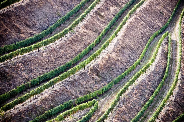 Terraced Vineyards Landscape Douro Valley Portugalia — Zdjęcie stockowe