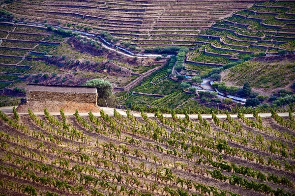ポルトガルのドゥオーバレーのテラス付きブドウ畑と風景 — ストック写真