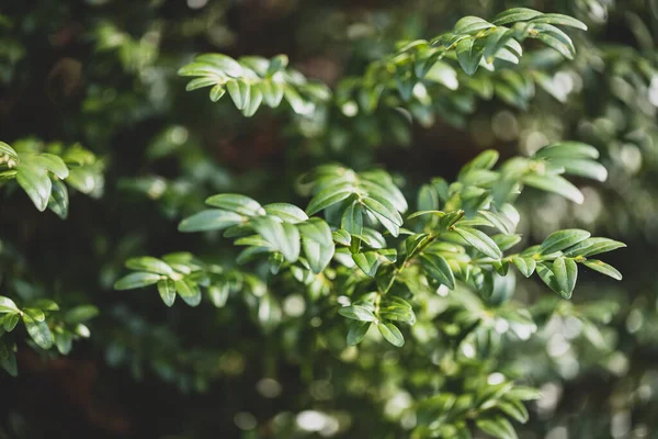 Myrtle Plants Myrtus Communis Background Використовується Ароматерапії — стокове фото